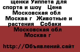 щенки Уиппета для спорта и шоу › Цена ­ 1 - Московская обл., Москва г. Животные и растения » Собаки   . Московская обл.,Москва г.